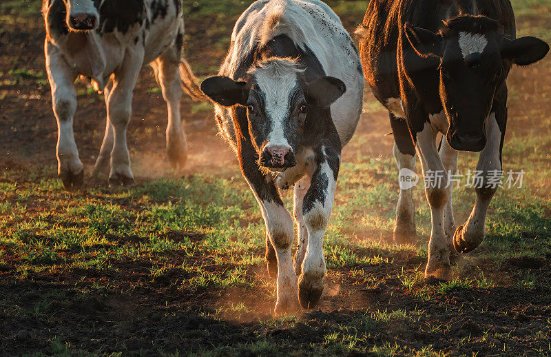 Les vaches au champs